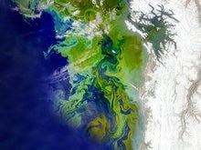 Algal Blooms Have Boomed Worldwide