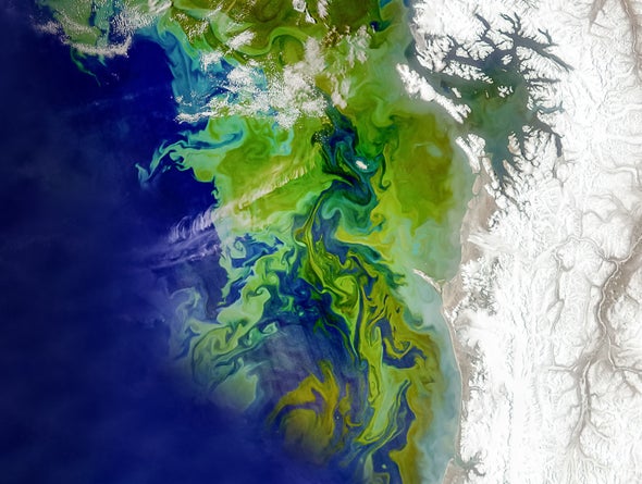 Algal Blooms Have Boomed Worldwide