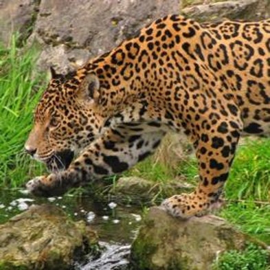 Will Cloning Ever Save Endangered Animals?