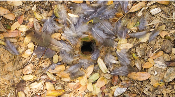 Build a Bird Nest  Scientific American