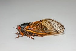 Brood Awakening: 17-Year Cicadas Emerge 4 Years Early