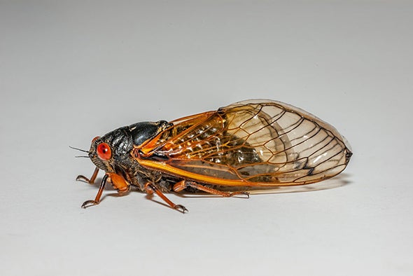 Brood Awakening: 17-Year Cicadas Emerge 4 Years Early