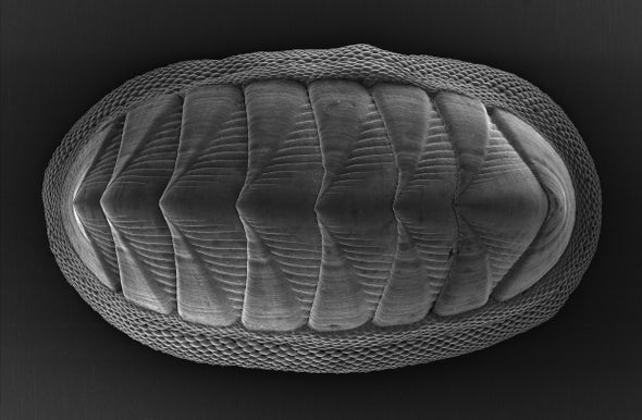 Flexible Armor Inspired by Mollusks Better Defends Joints