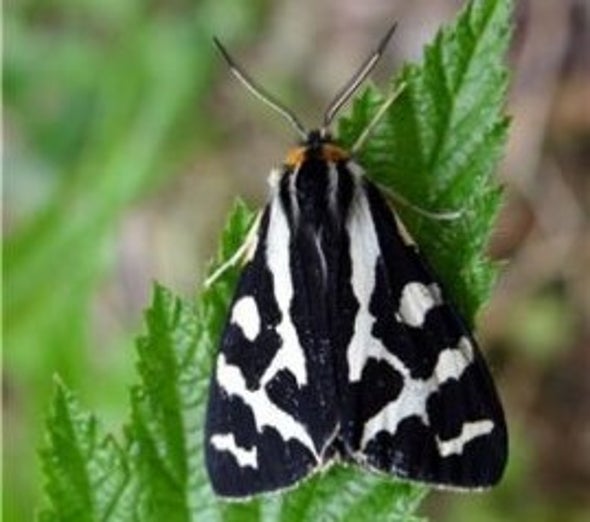 A Moth with a Potent Cocktail of Poison
