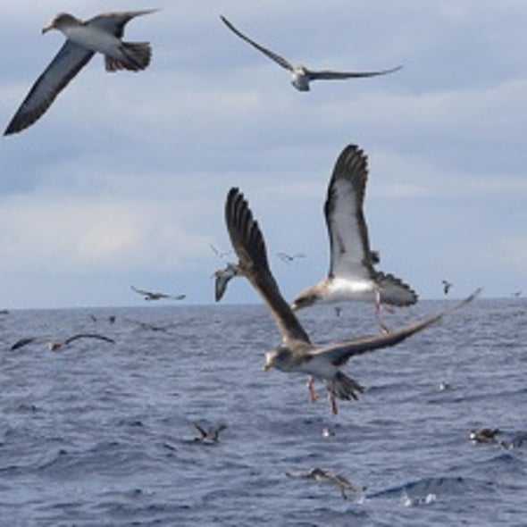 Freeloading Flap: Mediterranean Seabirds That Scrounge Off Fishing Boats Have a Smaller Foraging Range