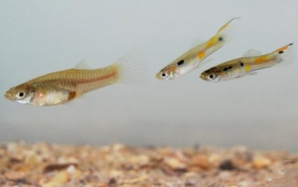 Guppy Groups Provide Friendly Protection against Foes