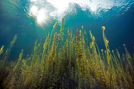 Underwater plants in small lake