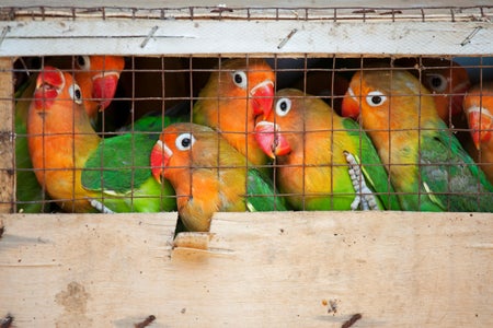 Fischer's Lovebirds in a crate