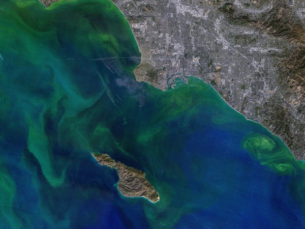 Satelliet view of Phytoplankton Blooms Around Los Angeles and Santa Catalina Island