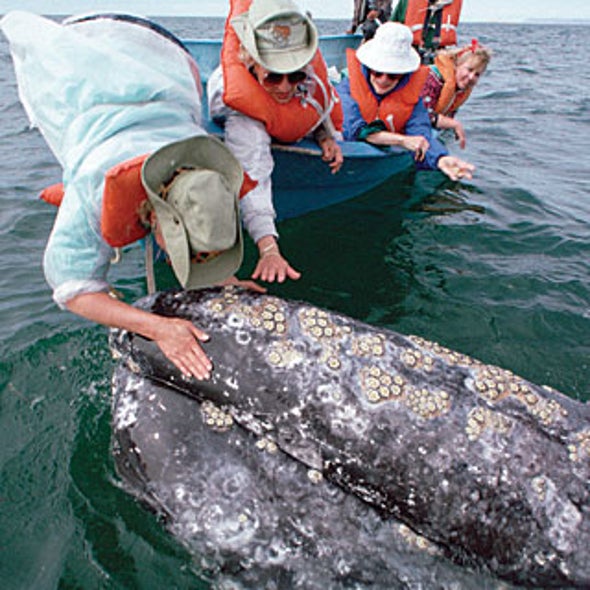 Ecotravel: Migration Sightseeing--From Gray Whales to Butterflies