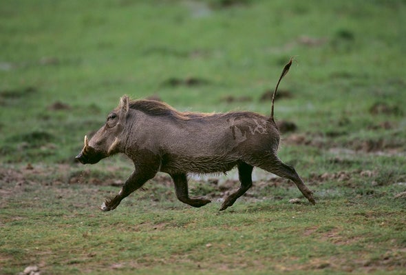 Mongooses Pile on Warthogs--to Groom Them