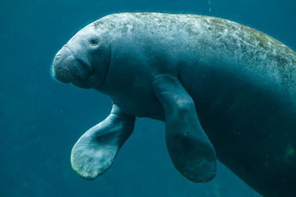How Many Manatees Are There? There's an Algorithm for That