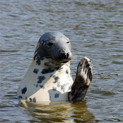 Marine Animal Identification Network (MAIN)