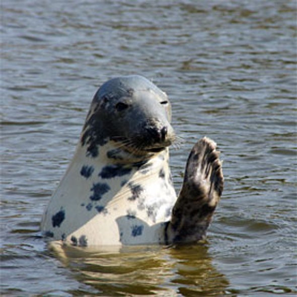 Marine Animal Identification Network (MAIN)