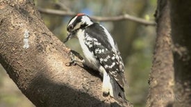 Woodpecker Pairs Close Ranks against Loud Interlopers