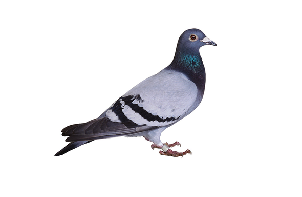 Stool-Pigeon Poop Reveals Bird-Racing Fouls