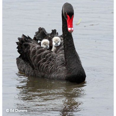 MySwan (Australia)