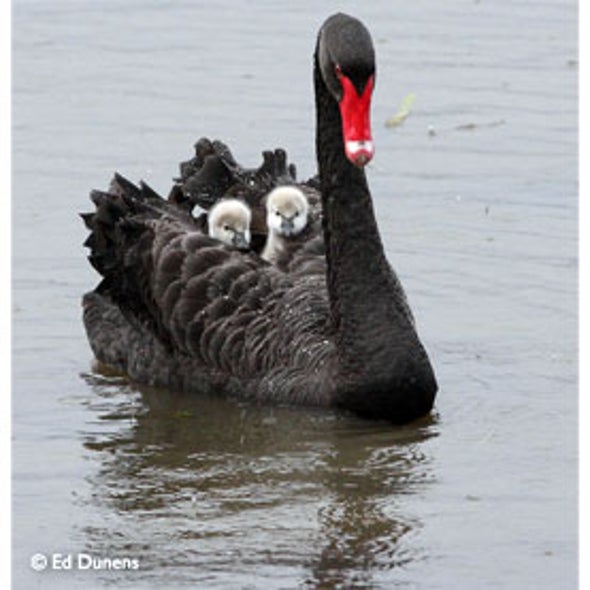 MySwan (Australia)