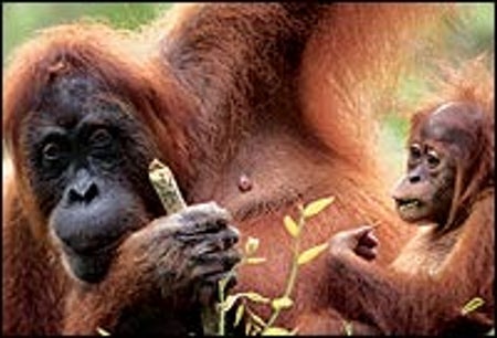 ORANGUTAN