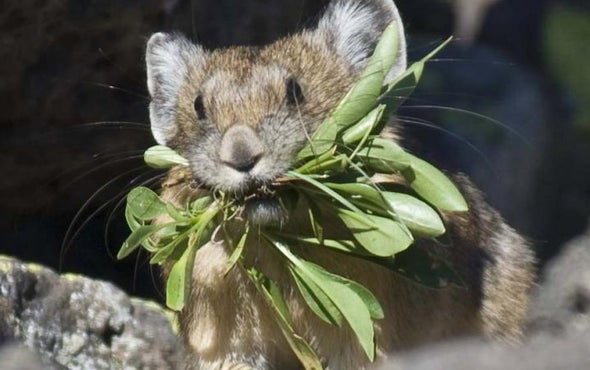 Rabbit Relatives Reel from Climate Change