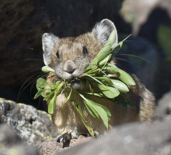 Rabbit Relatives Reel from Climate Change