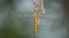 Dragonflies Outmigrate Butterflies