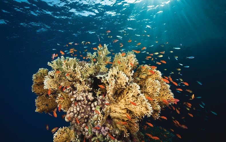 rapid-heat-stress-test-identifies-resilient-corals-scientific-american