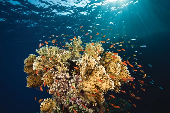 Rapid Heat-Stress Test Identifies Resilient Corals