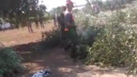 Is Fire Saving or Destroying the Italian Olive Industry?, Part 2