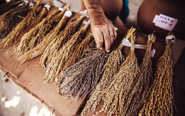 The Struggle to Save Heirloom Rice in India