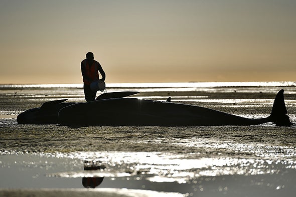 Apocalyptic image': More than 330 whales found dead in largest known whale  stranding event