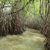 HOT SPOT LOSER: MANGROVE FOREST