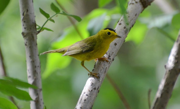 Songbirds Shift Migration Patterns to Sync with Warming