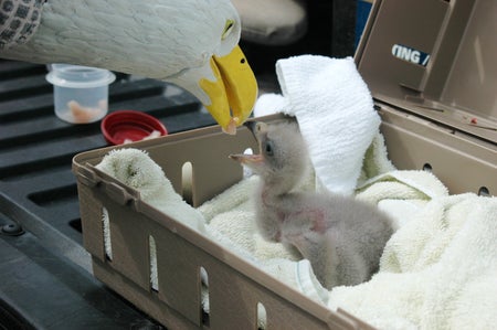 Biologist feeds a seven-day-old bald eagle chick with a hand puppet.