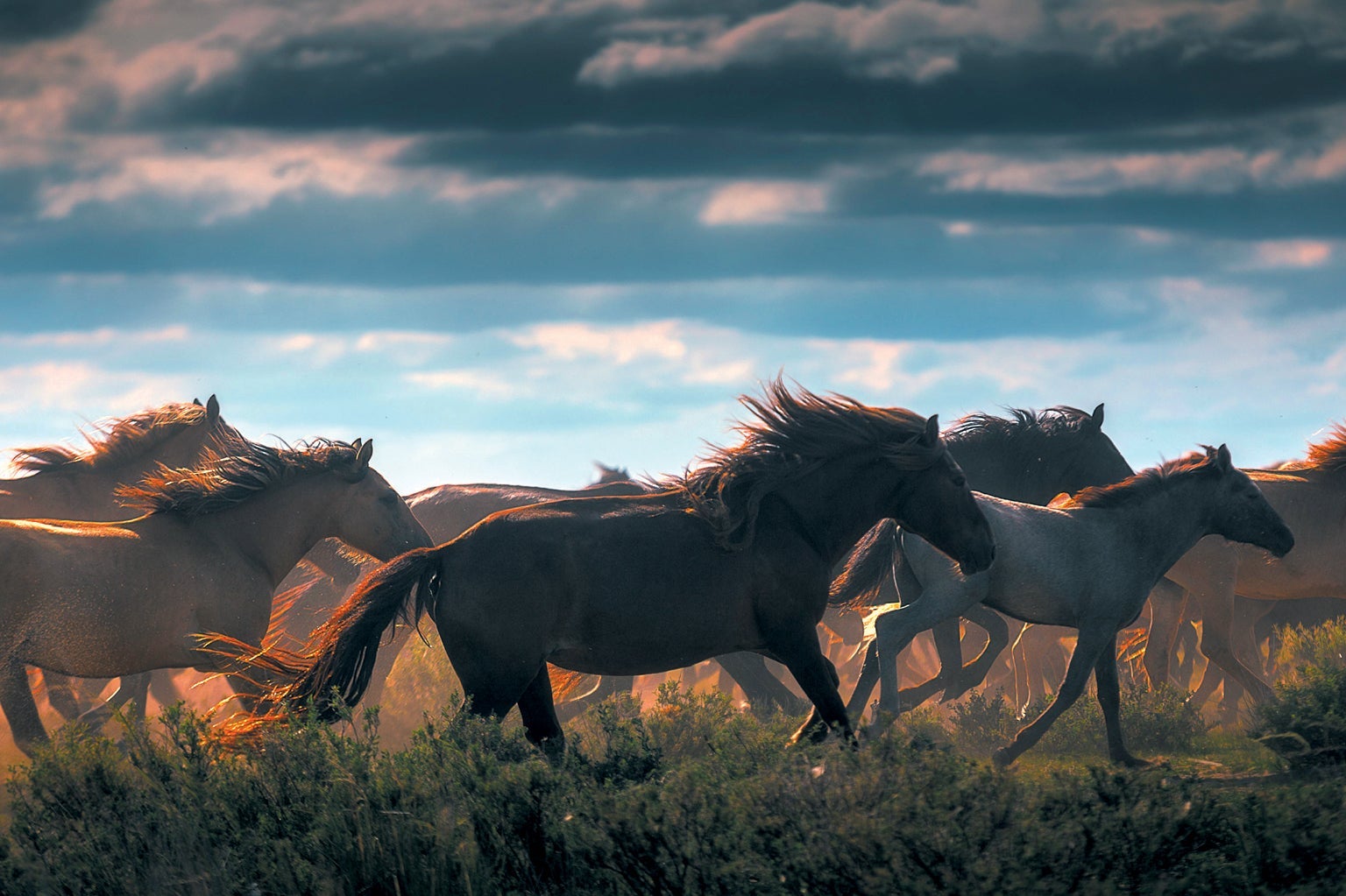 Wild horses.