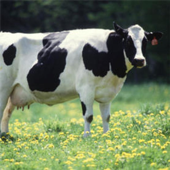 Milk of Life: Dairy Cows Inoculated against Sepsis Could Help Malnourished Children