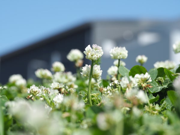 White clover in front of building