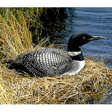 Canadian Lakes Loon Survey (CLLS)