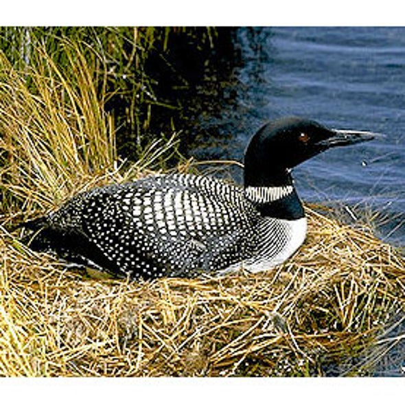 Canadian Lakes Loon Survey (CLLS)