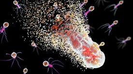 new research in microbiology new research in microbiology