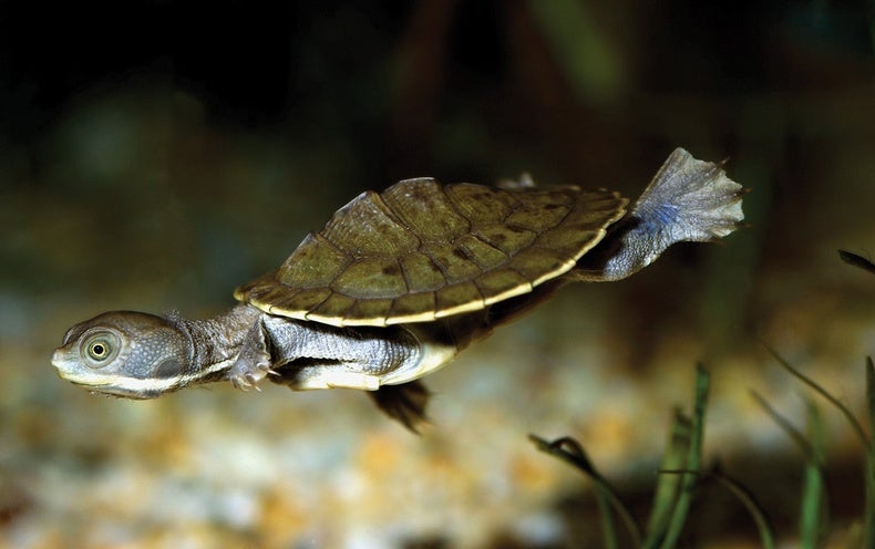 as-predicted-some-of-australia-s-turtles-are-going-extinct