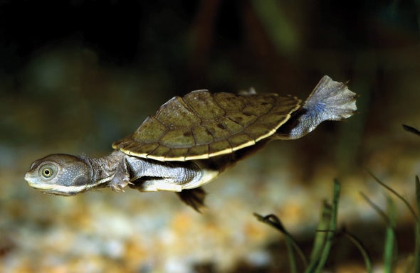 As Predicted, Some of Australia's Turtles Are Going Extinct