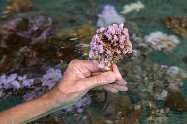 Hand holds coral planted as part of the 'Association of Coral Gardeners' program in the Moorea Lagoon, Windward Islands, French Polynesia, South Pacific.