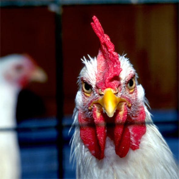 How to Clip Bird Flu's Wings