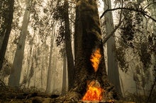 Can Redwoods Survive the Devastating California Wildfires?