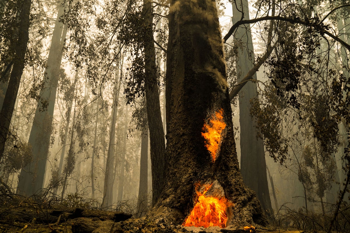 Rings of fire: centuries of tree growth show wildfires increasing