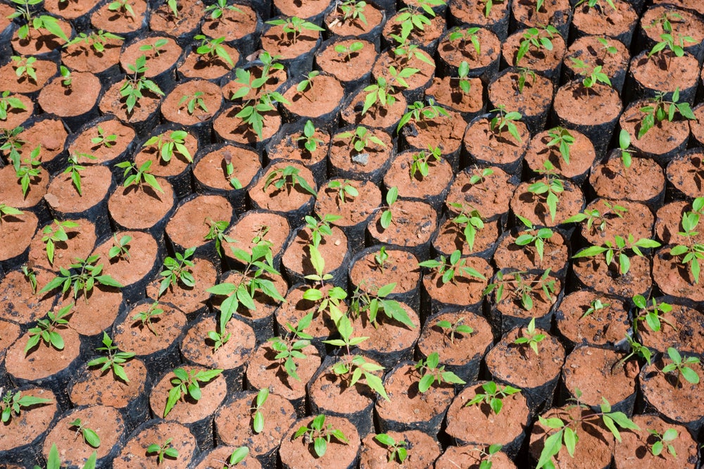 The Real Cost of Planting Trees Scientific American