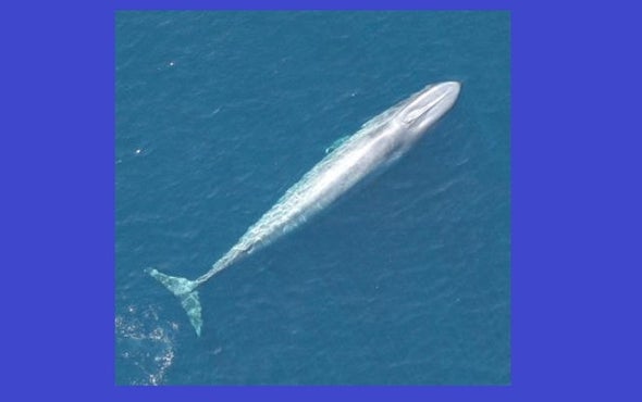 Undersea Recordings Reveal a Whale's Tale