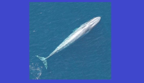 Undersea Recordings Reveal a Whale's Tale