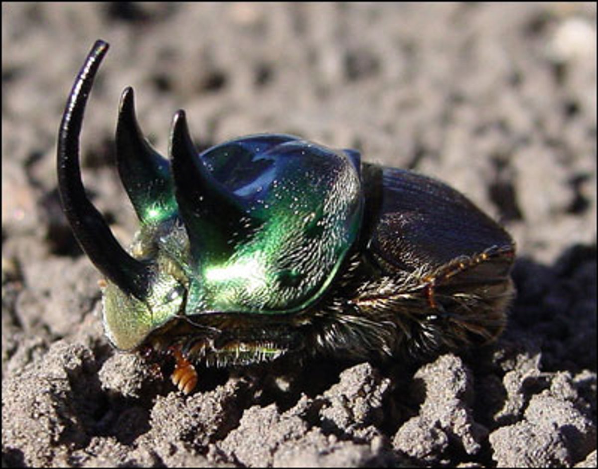 Horn Science No Sperm for Horns | Scientific American